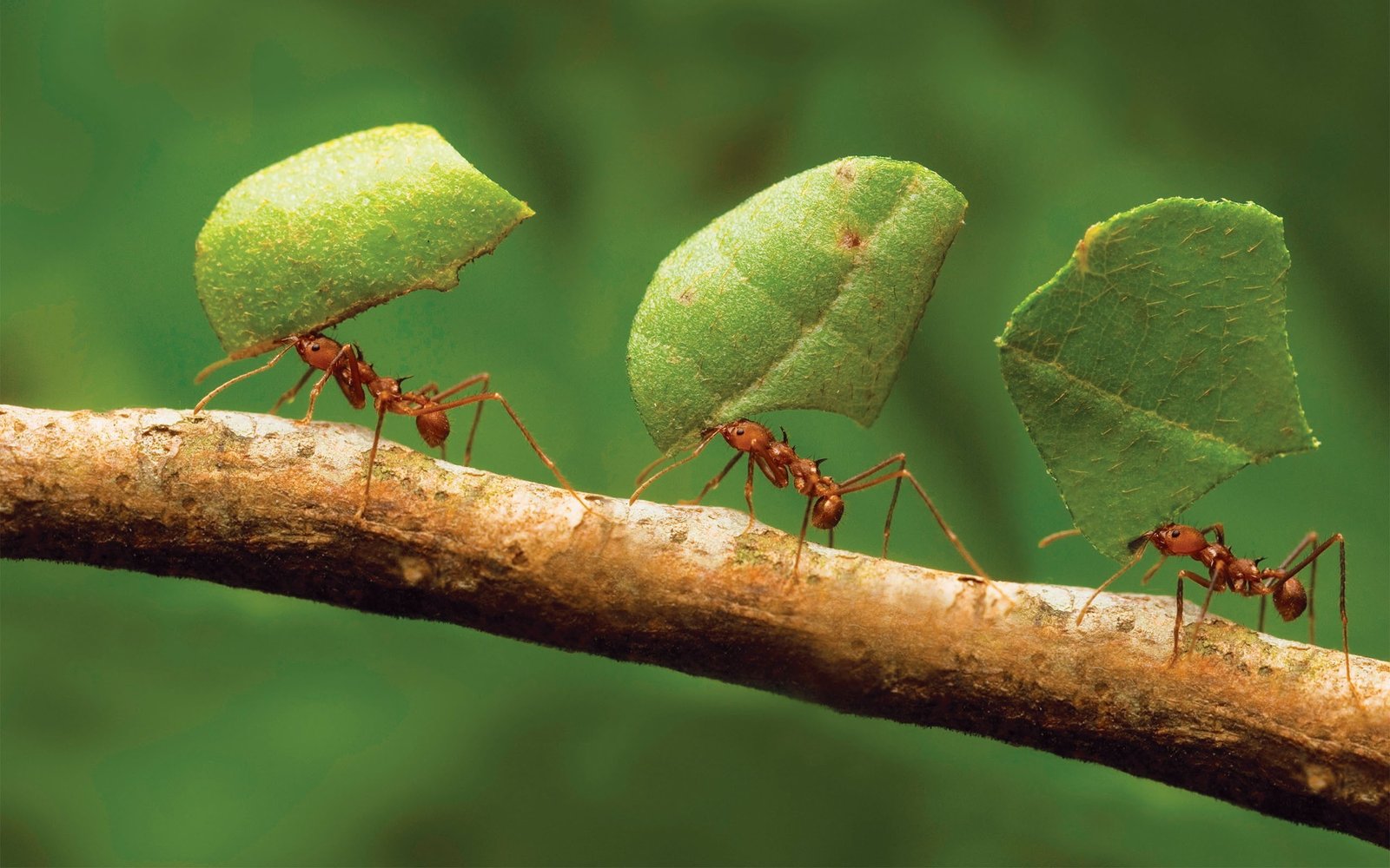 animals ants Hymenoptera insect macro 2k