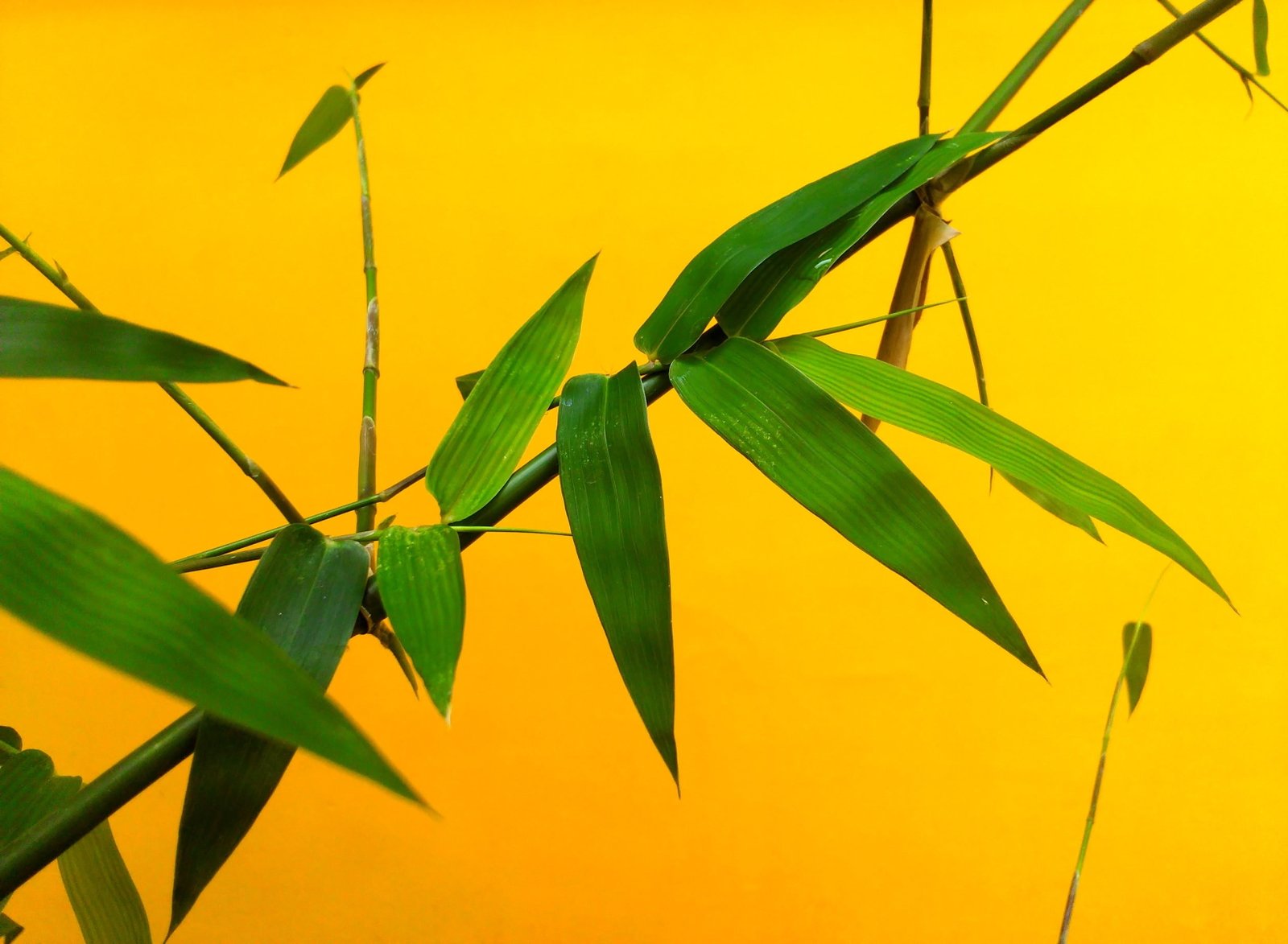 bamboo plant leaf nature green japanese branch flora garden 2k