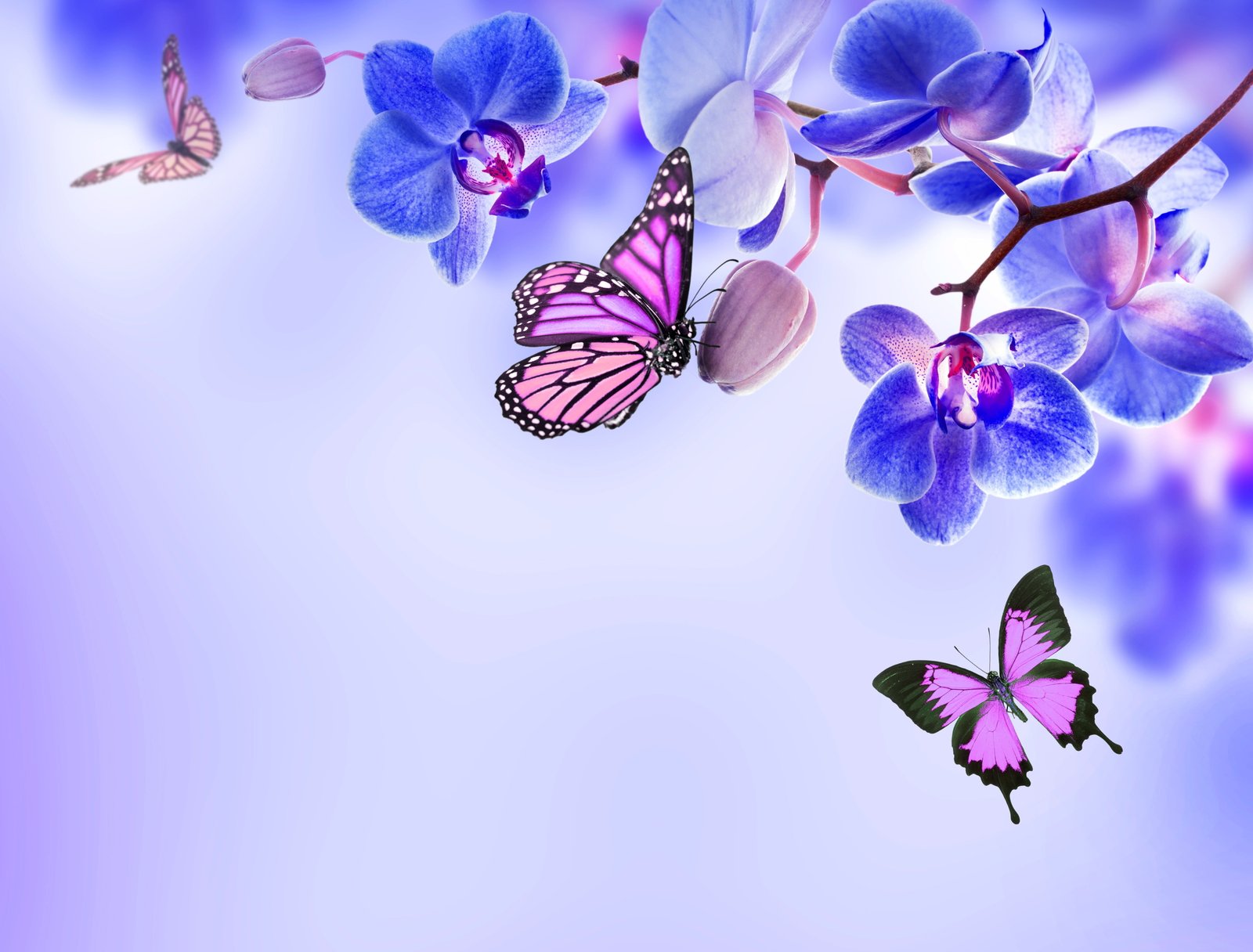 black and pink monarch butterfly moth orchids illustration 2k 4k 5k