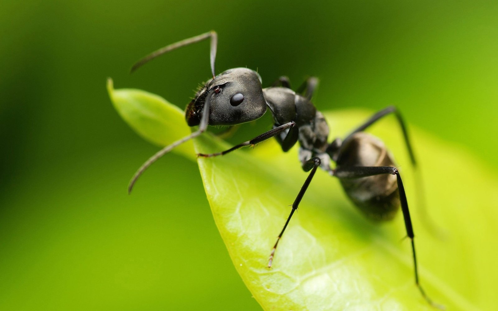 black ant animals ants insect Camponotus hymenoptera macro 2k