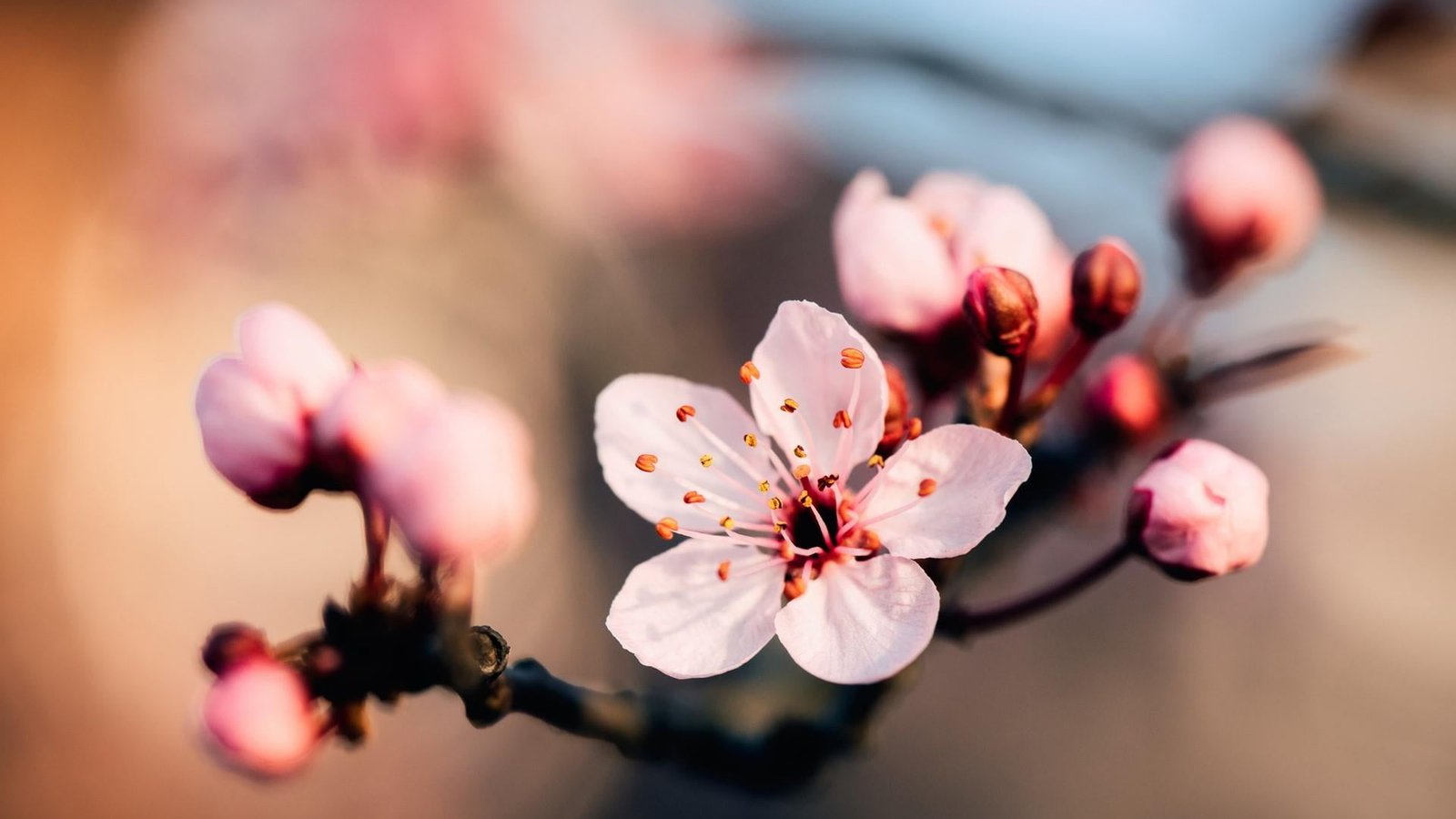 blossom flower pink spring cherry close up sakura 2k