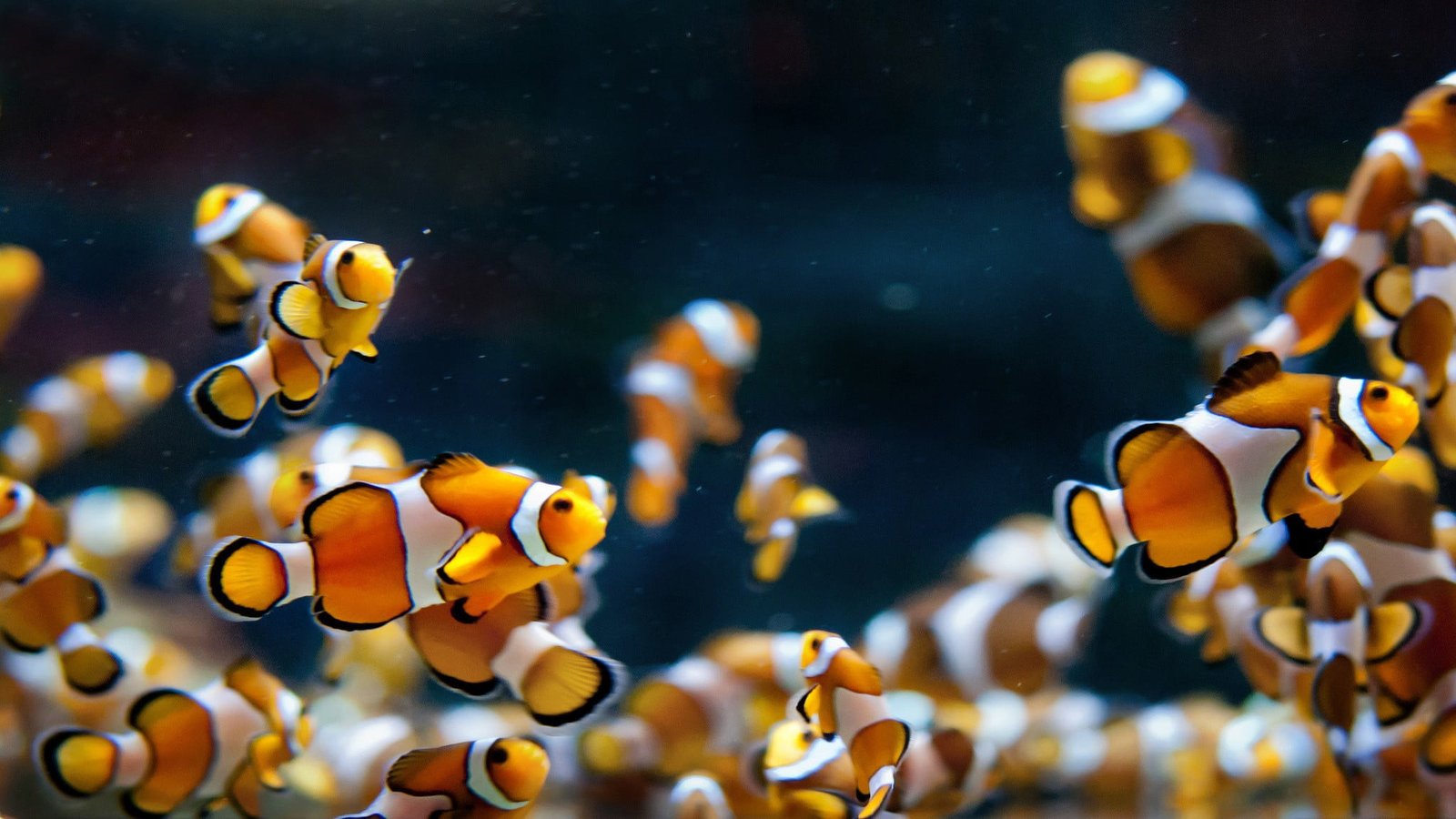 blue and red LED light macro animals clownfish animal themes 2k