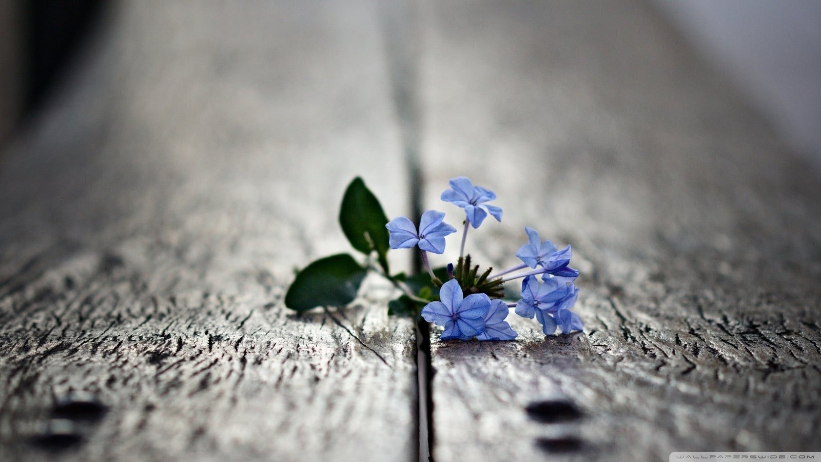 blue flowers selective focus photo of petaled nature 2k