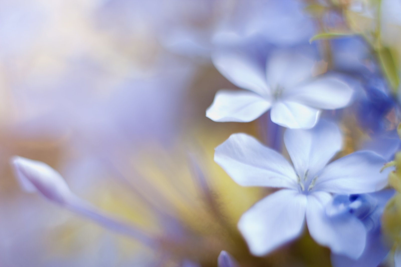 blue petaled flowers Canon D Flores nature plant close up 2k 4k