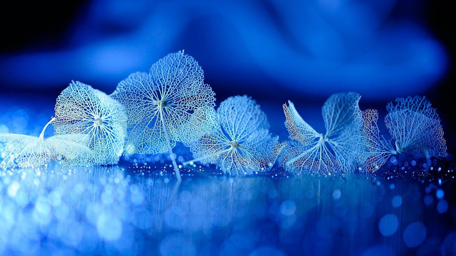 blue water droplets light macro close up drops flower 2k