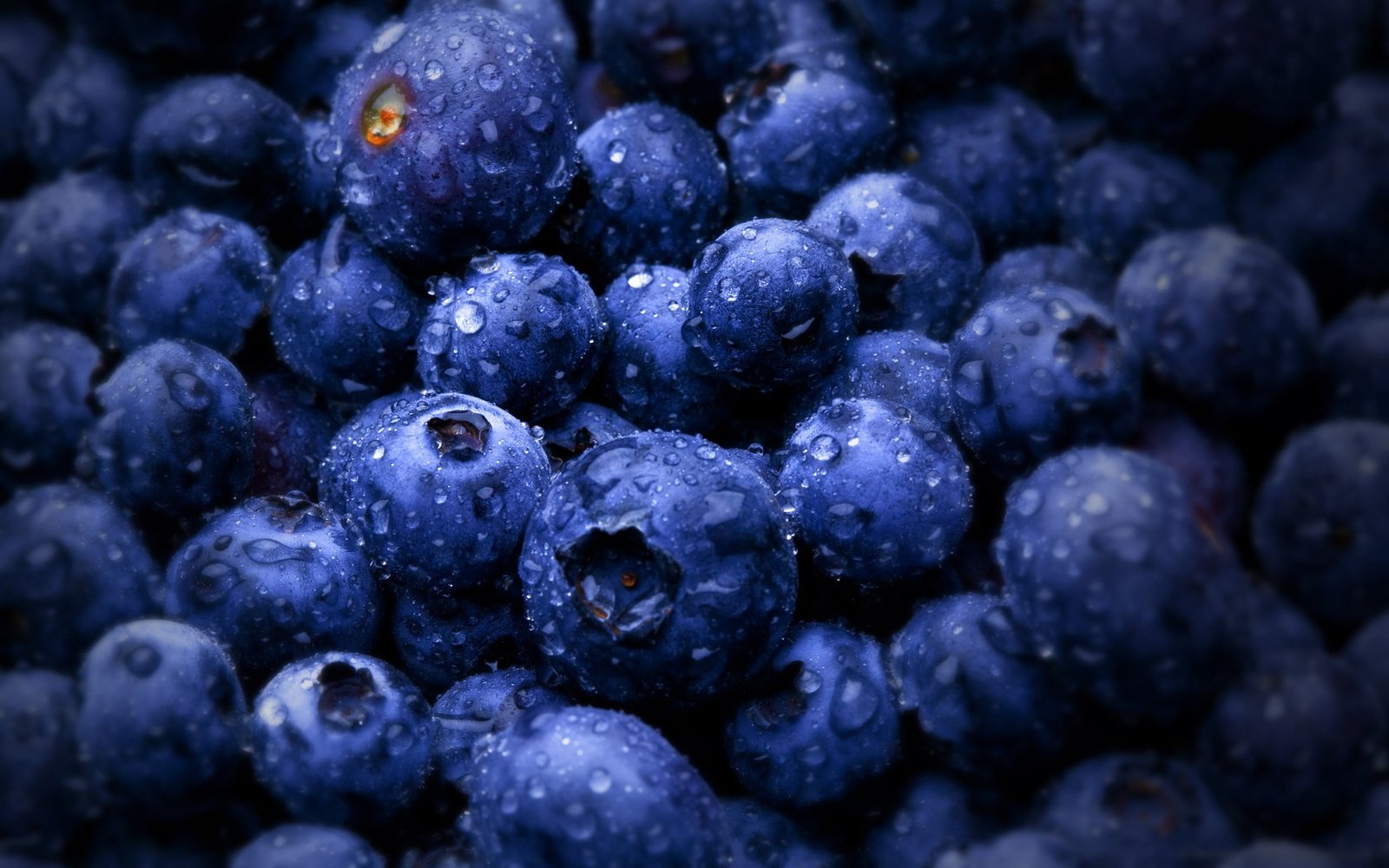 blueberry lot bunch of blueberries food fruit wet macro 2k