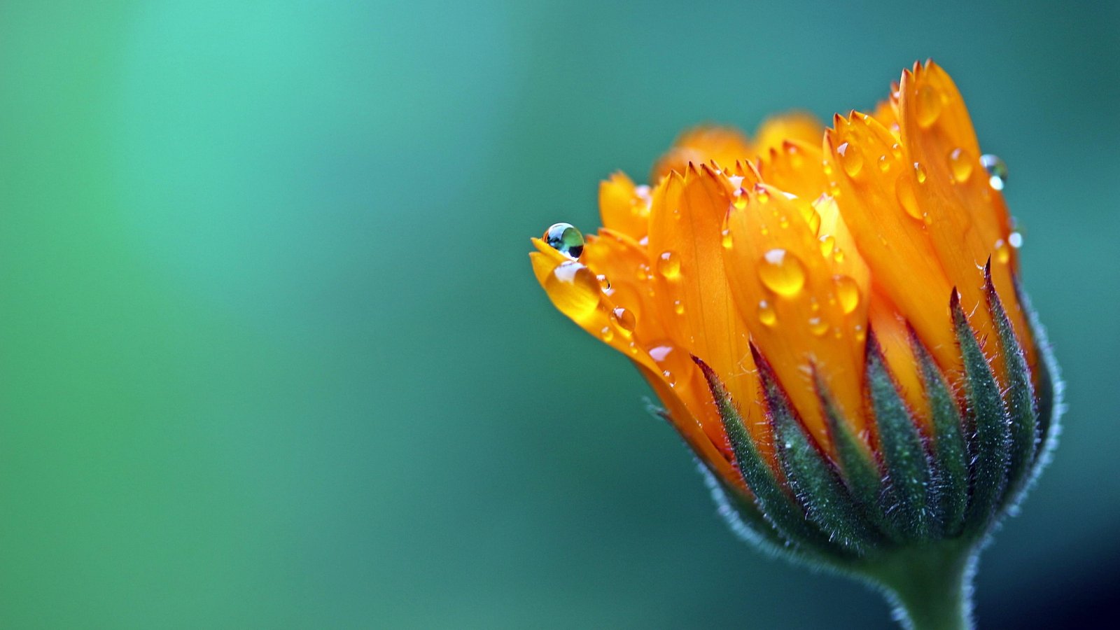 blur drops blurred dew droplets photography macro blooming 2k 4k