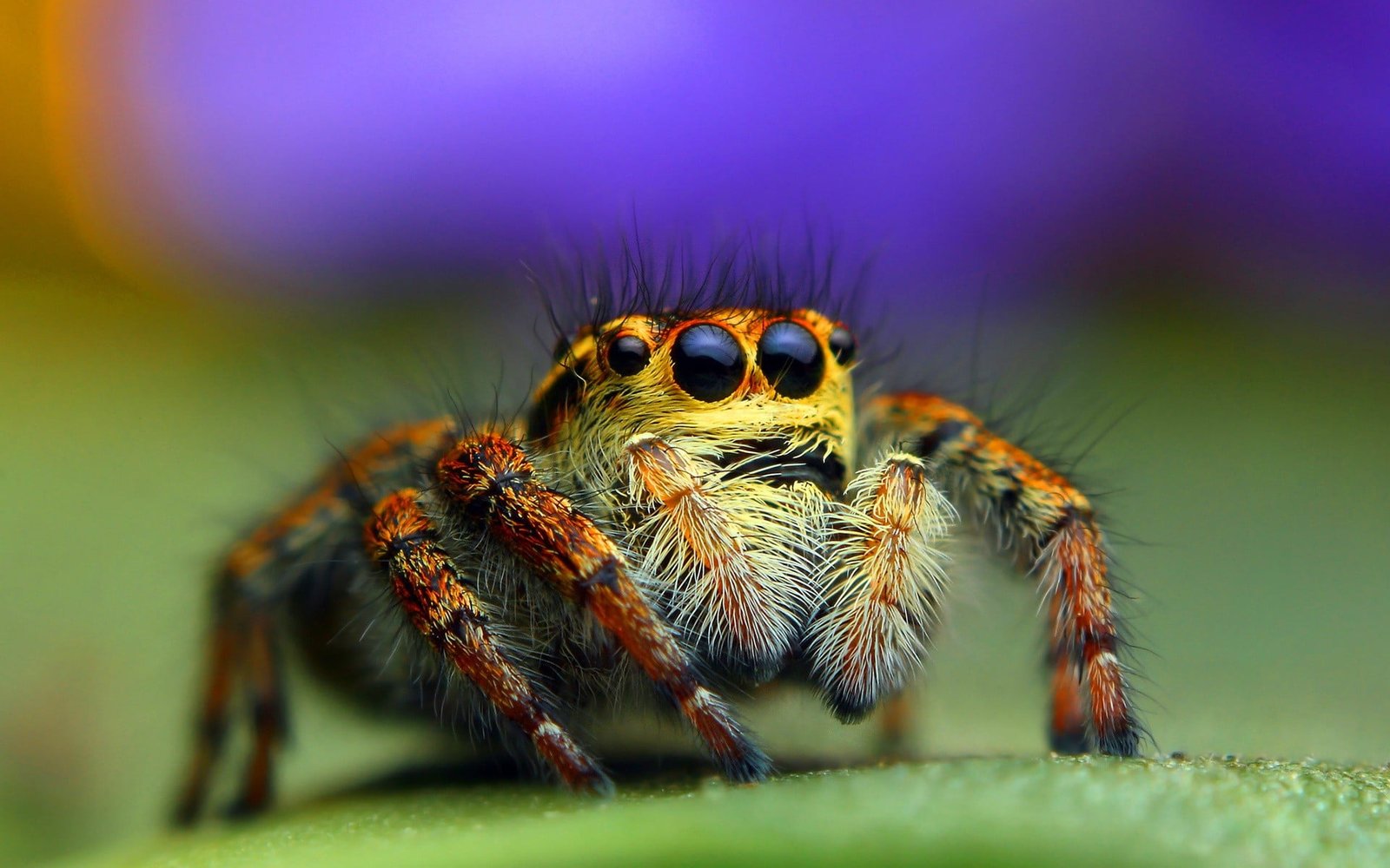 brown and beige spider close up photo of jumping on green surface 2k