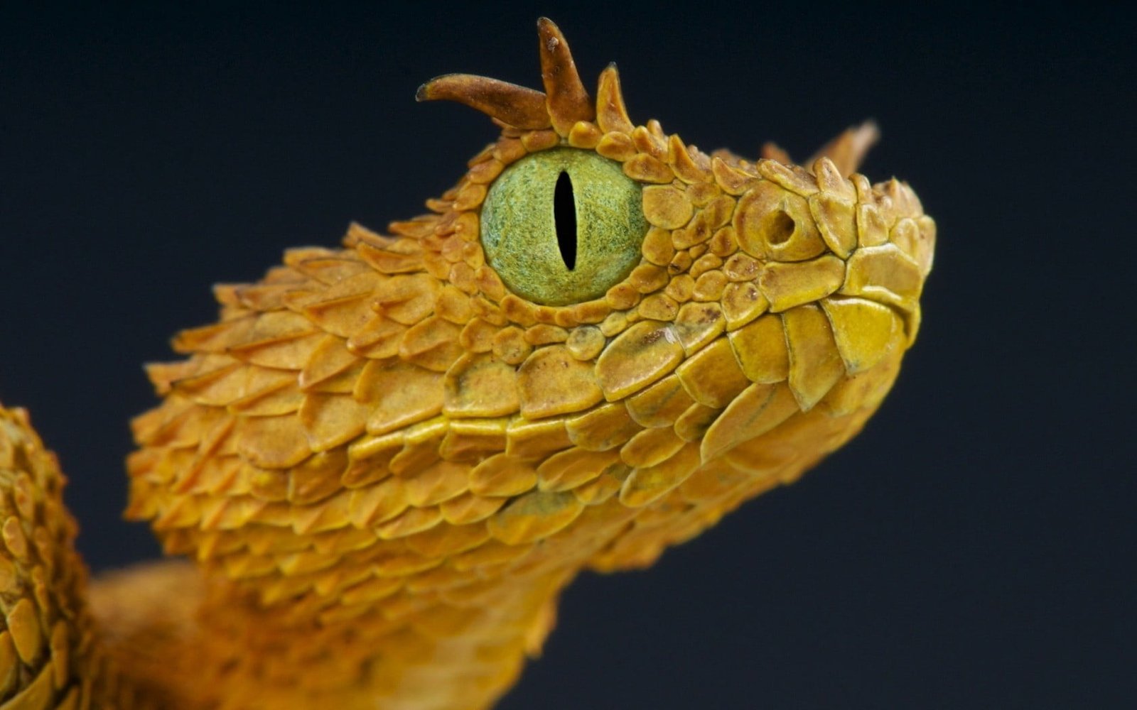 brown bearded dragon closeup photo of beige snake yellow wildlife 2k