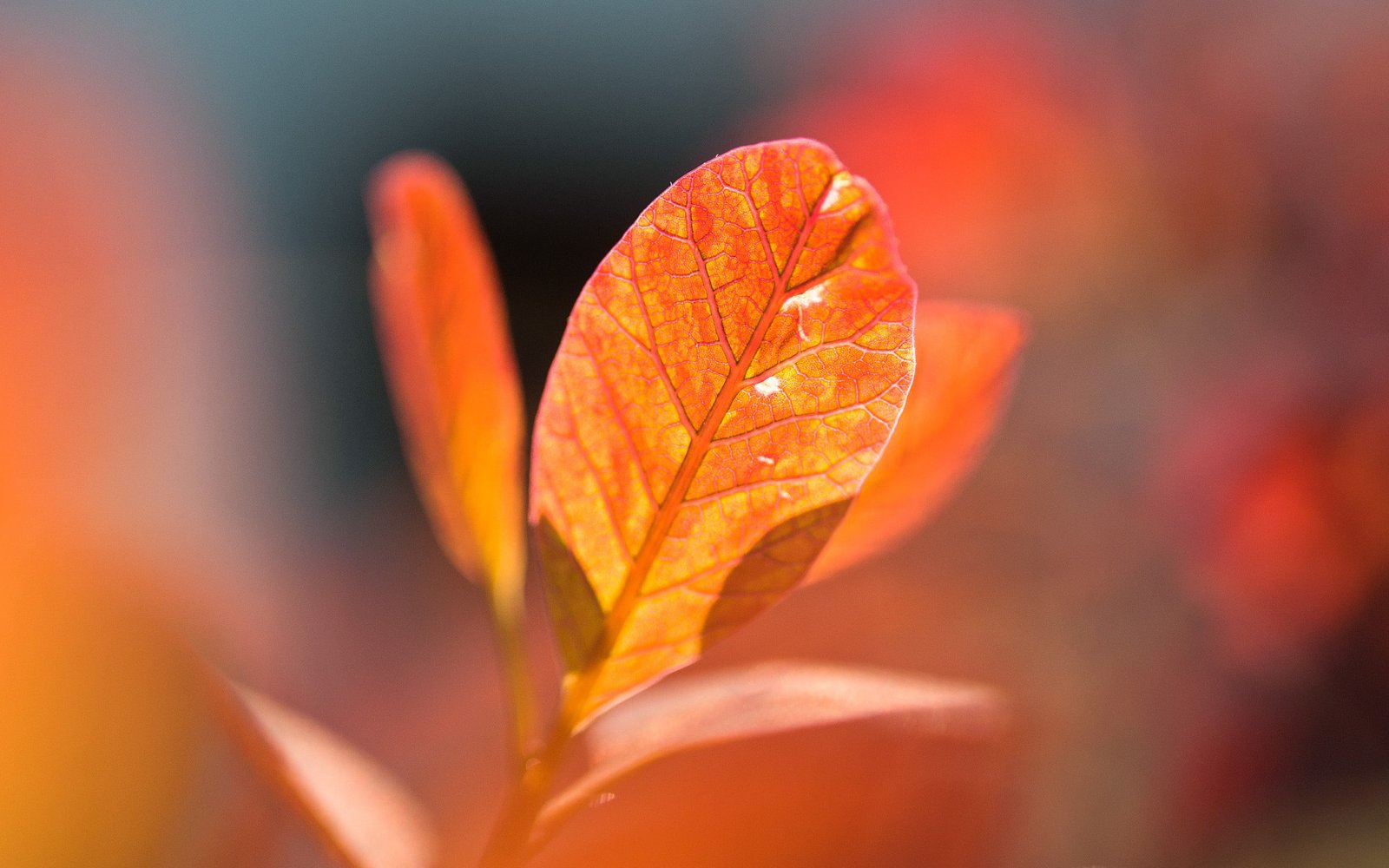brown leaf leaves fall nature macro plant part autumn orange color 2k