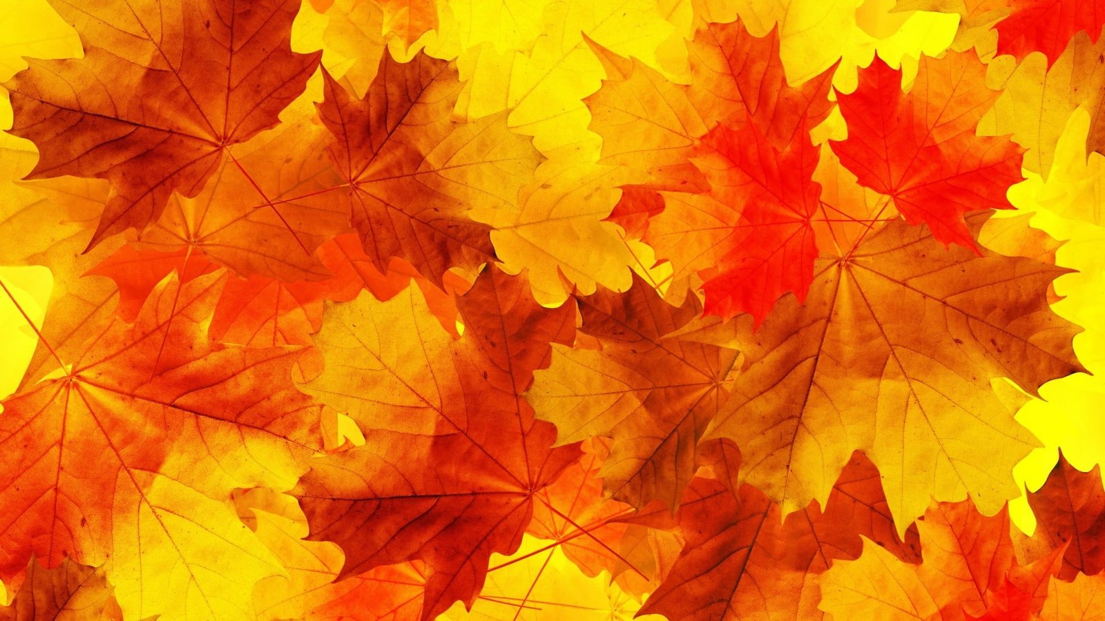 brown maple leaves nature minimalism fall orange yellow 2k