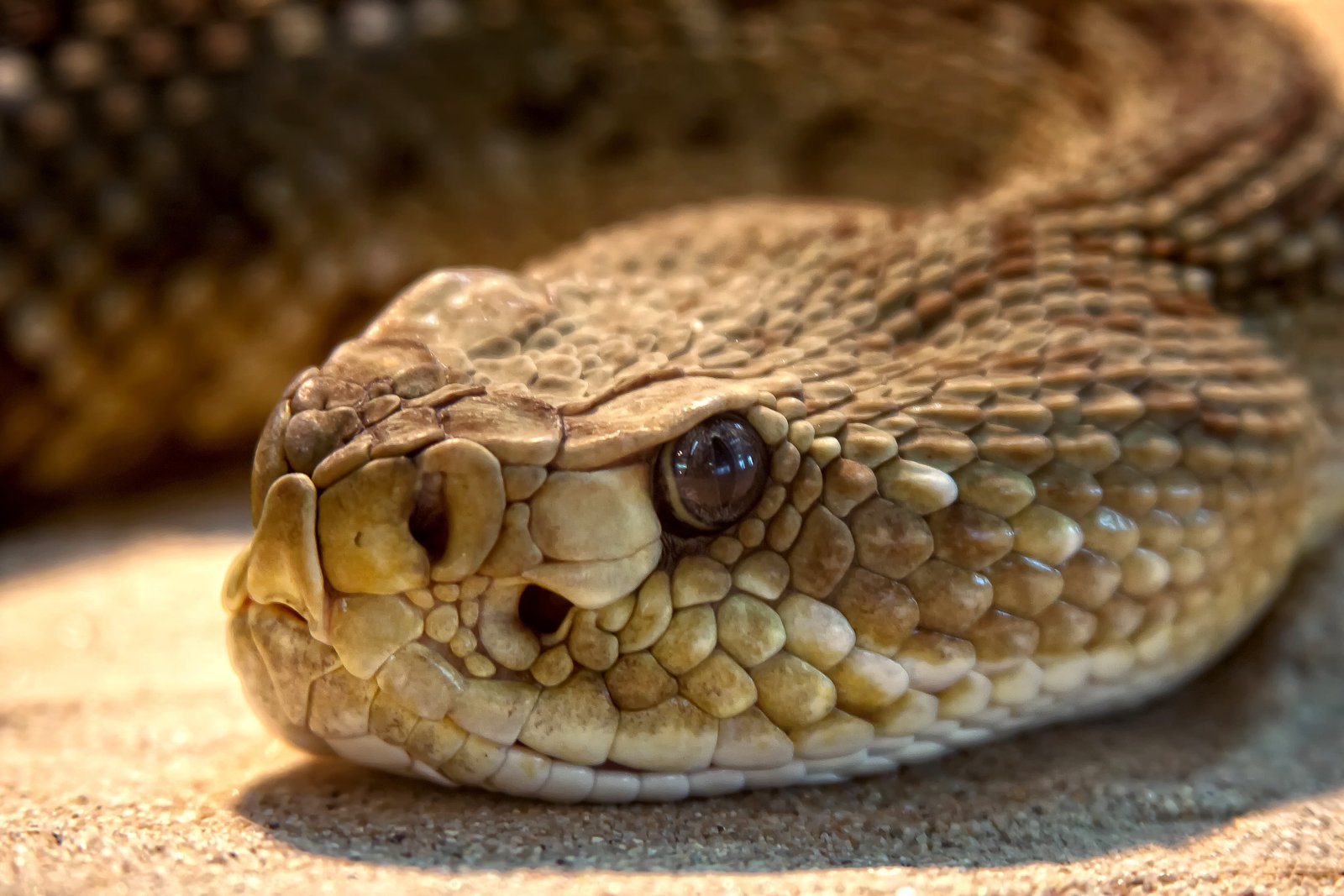 brown snake rattlesnake toxic dangerous terrarium viper 2k 4k 5k