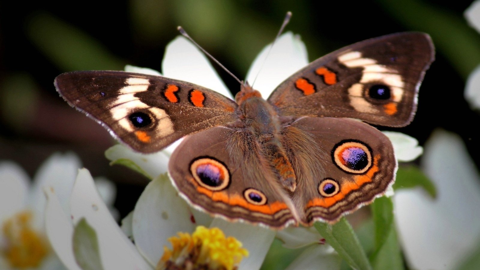 butterfly insect flowers plants macro animals 2k