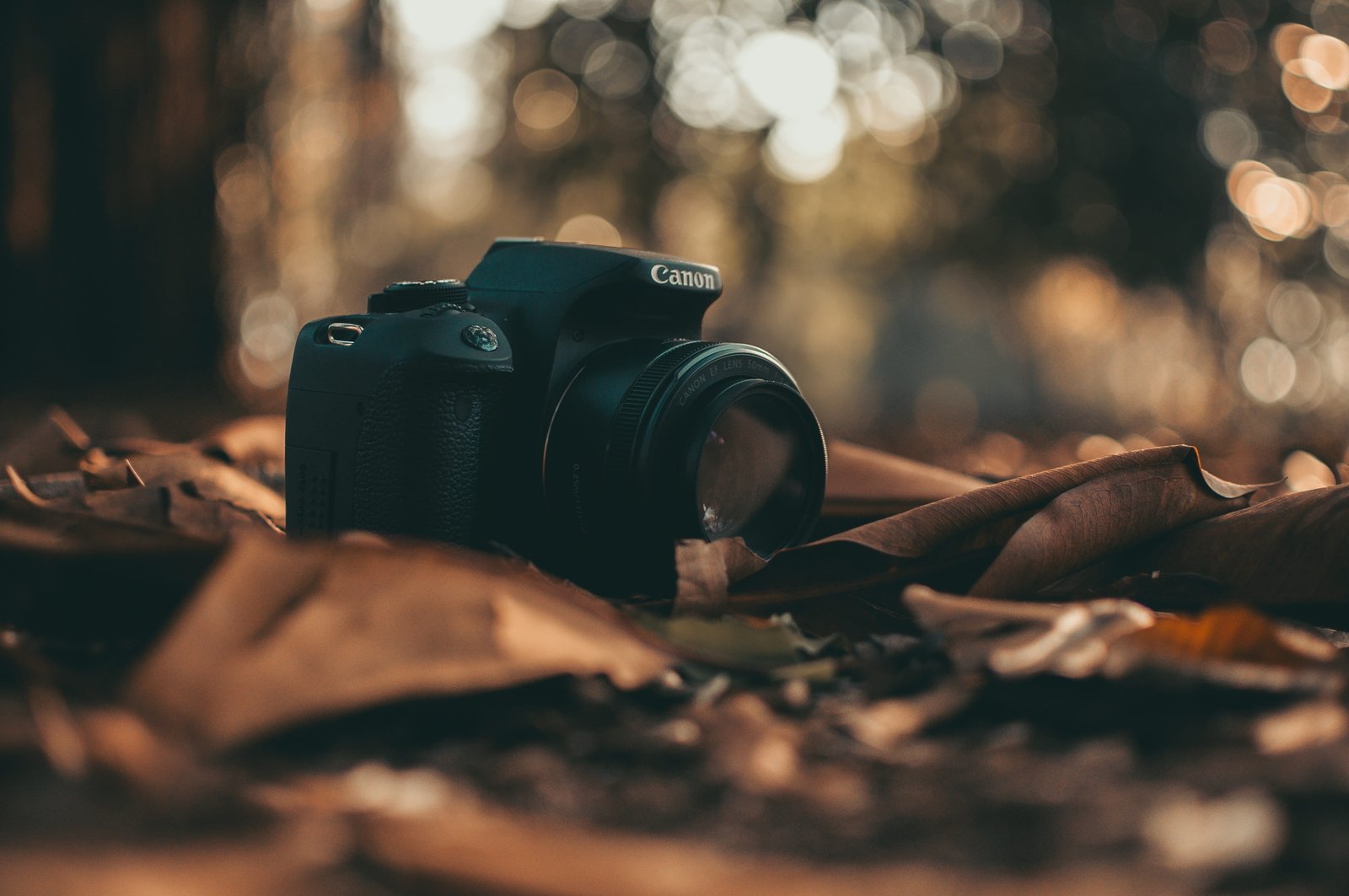 Canon DSLR Camera dry leaves ground lens macro photography themes 2k 4k