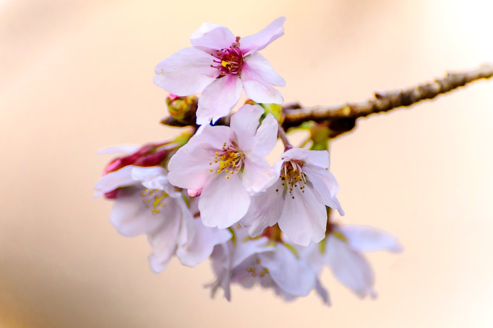 Cherry Blossom in macro photography Blossoms Somei Yoshino 2k 4k 5k