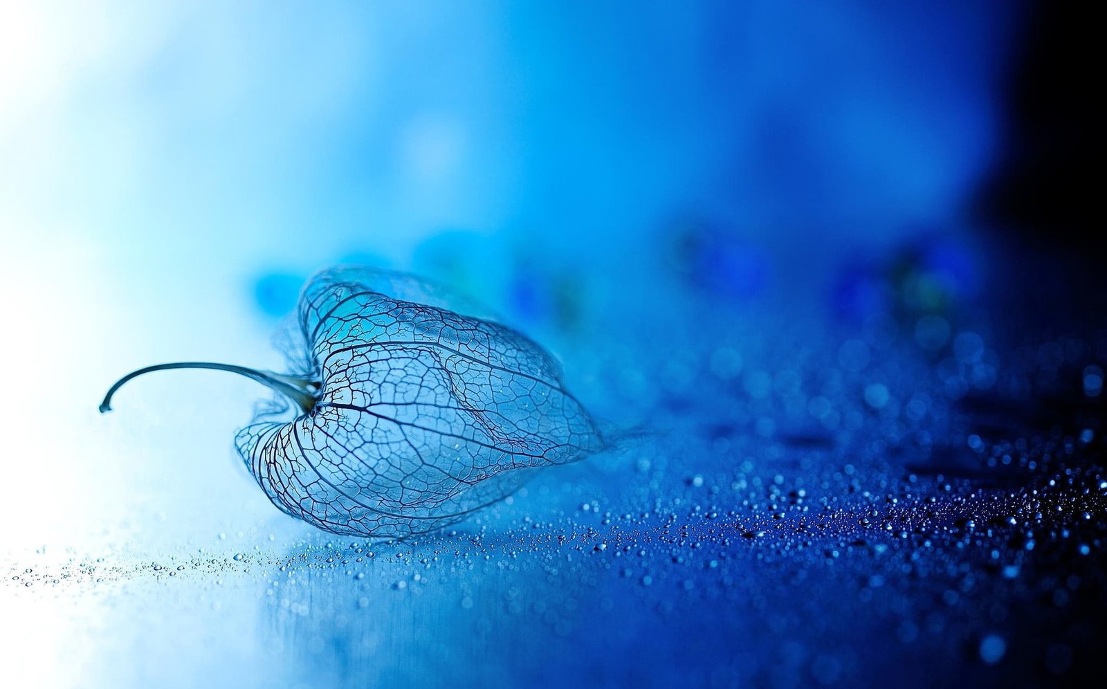 clear leaf Chinese lantern bokeh water drops macro blue 2k