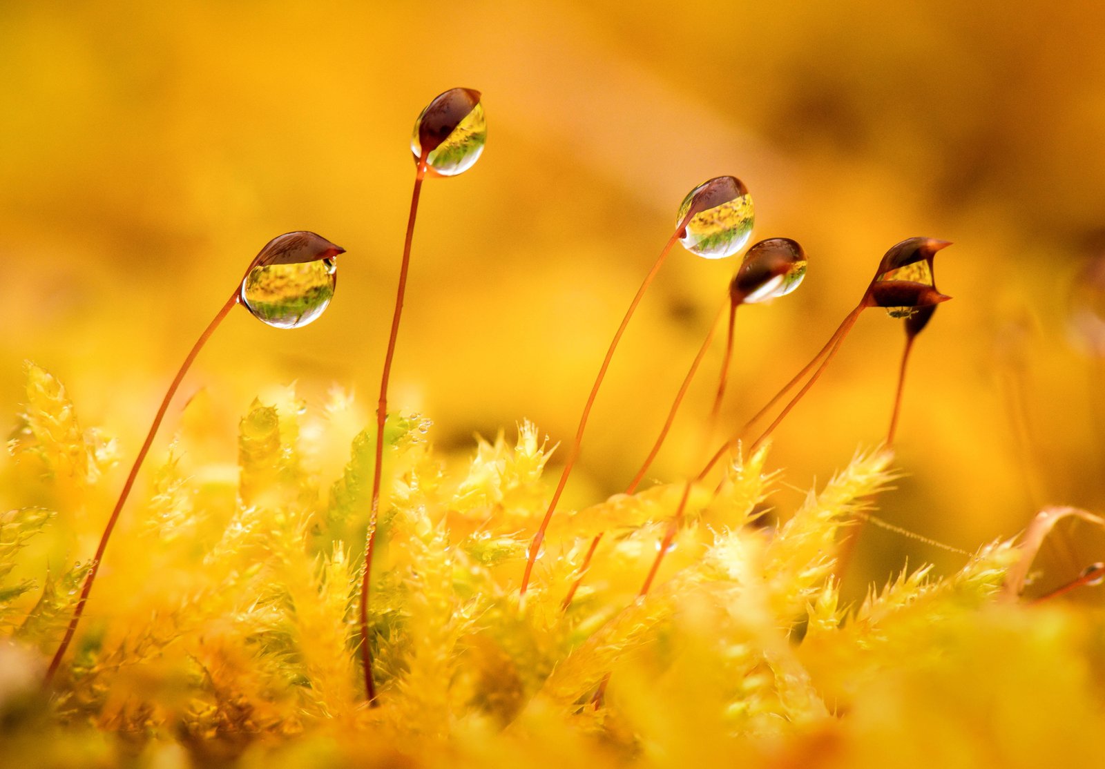 close up photo of green leaves plant Dewdrops Close Landscapes 2k 4k 5k