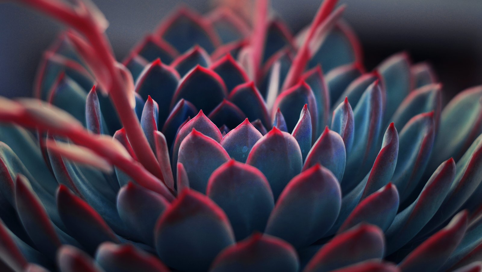 close up photography of succulent plant red 2k 4k 5k