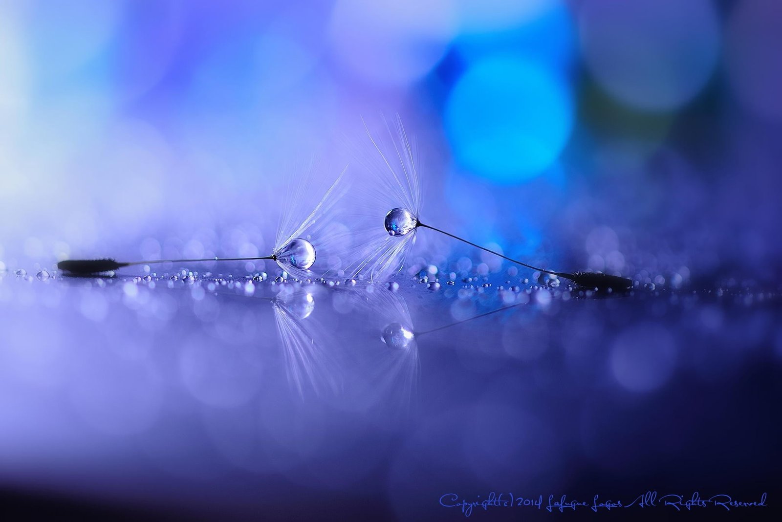 closeup photo of water drop flowers dandelion drops 2k
