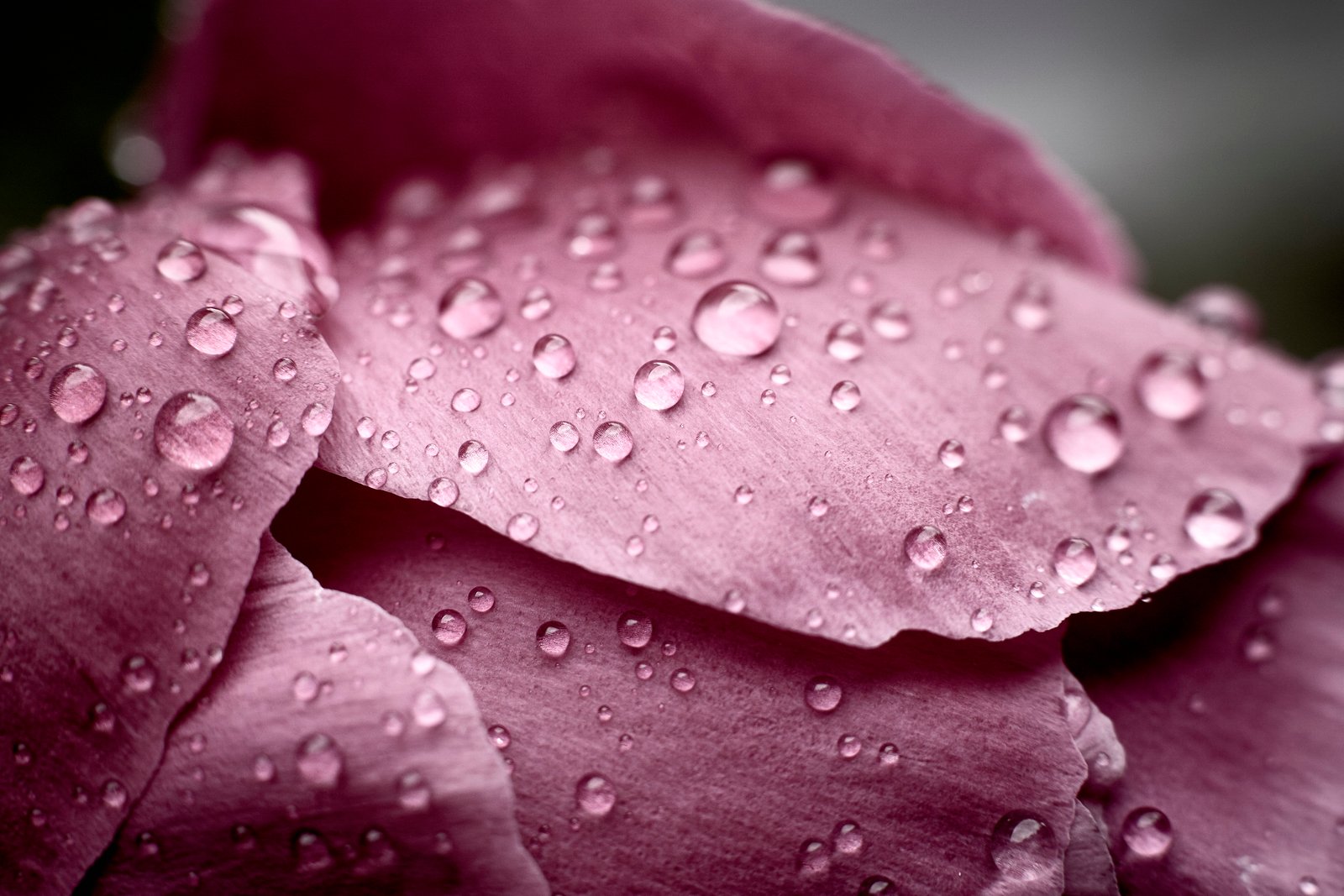 closeup photo of water drops on purple petaled flower Raindrops 2k 4k 5k