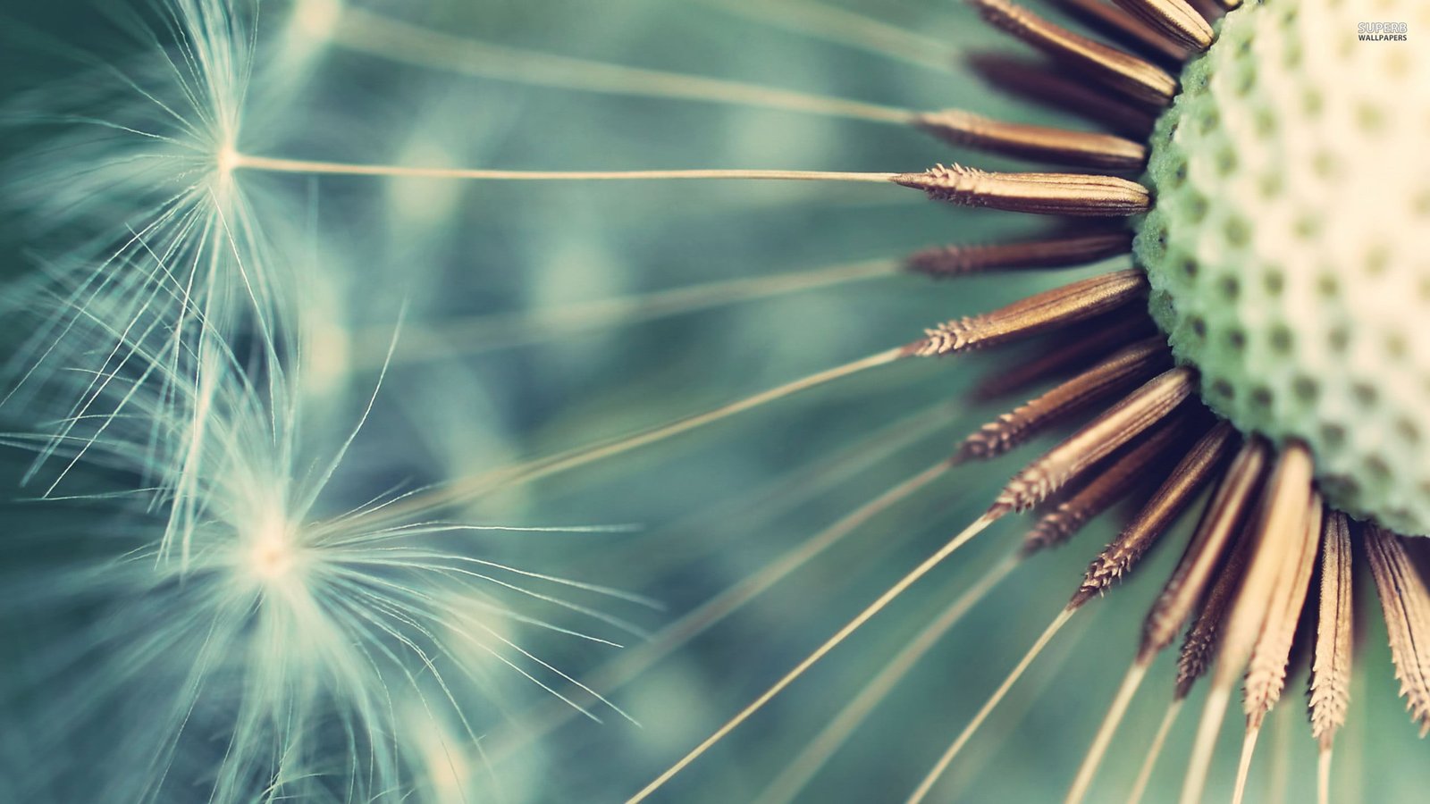 closeup photography of dandelion seeds flowers macro plants 2k