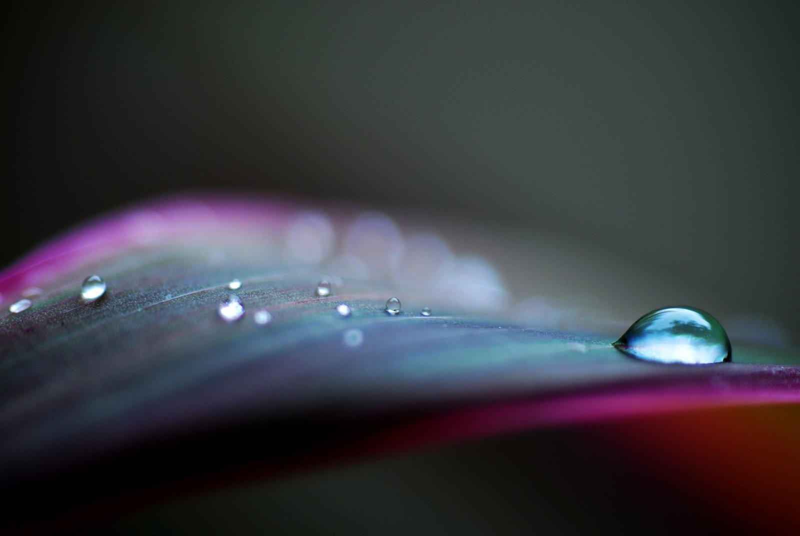 closeup photography of drop water Today morning lazy India 2k 4k