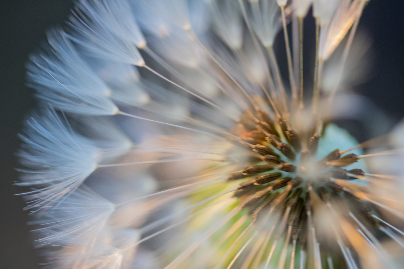 closeup photography of white Dandelion dandelion up close flower 2k 4k 5k