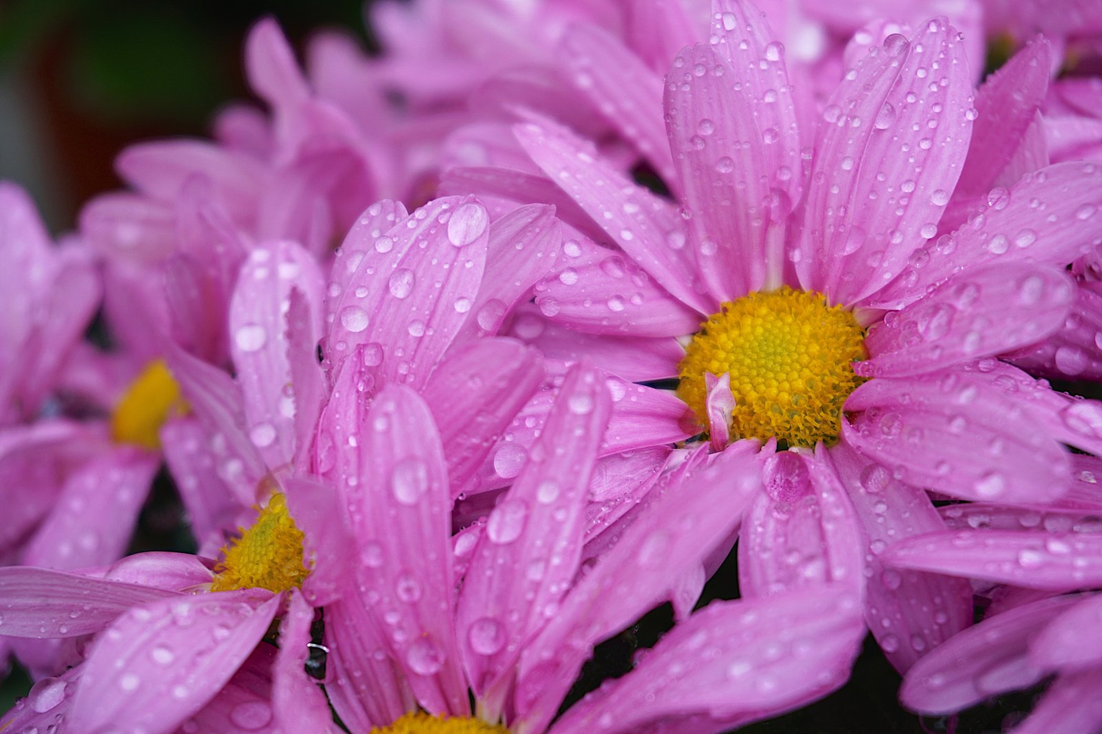 closeup photography pink petaled flower In the garden 2k 4k 5k