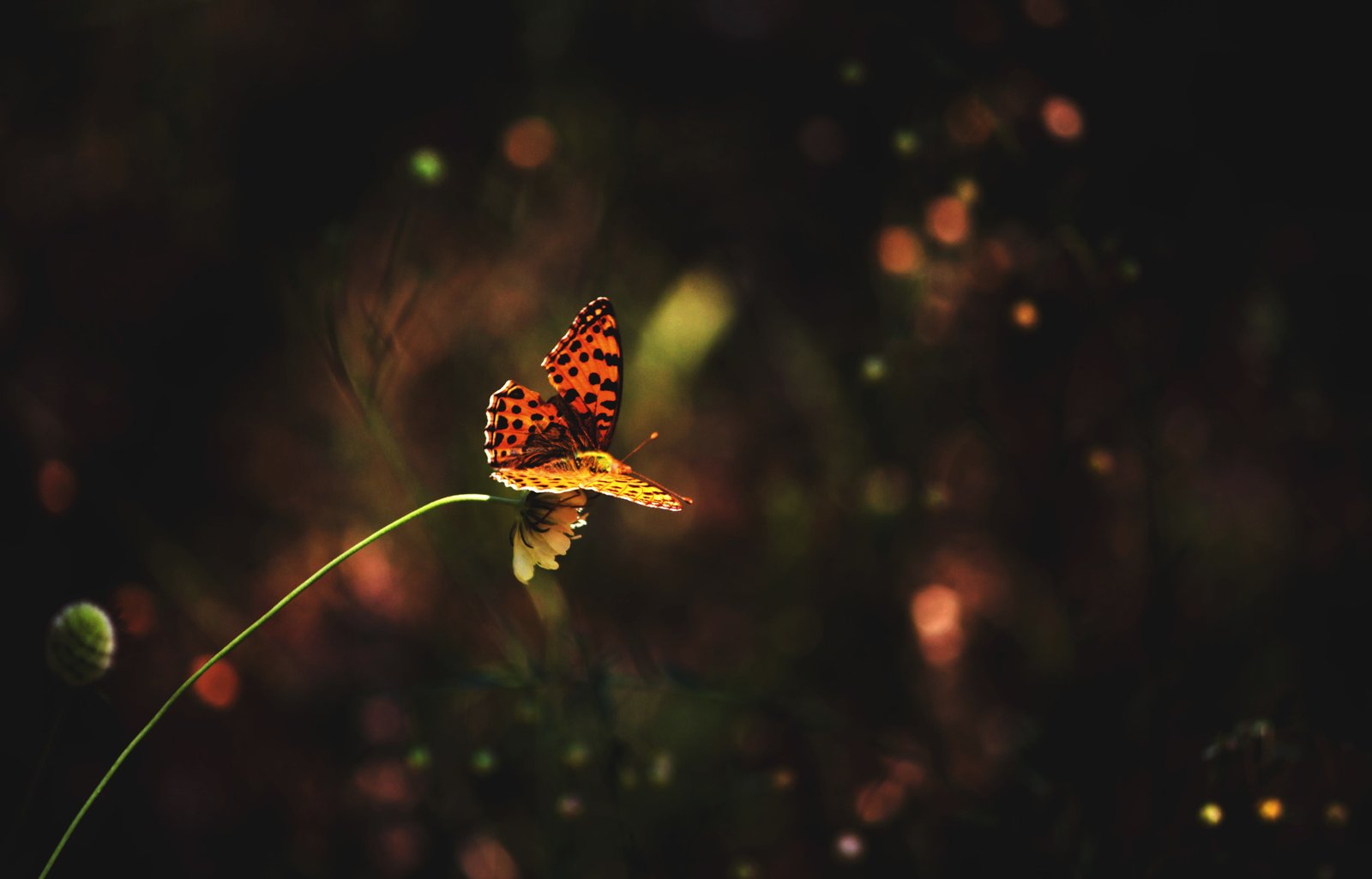 comma butterfly close up photo of orange and black great spangled fritillary 2k 4k 5k