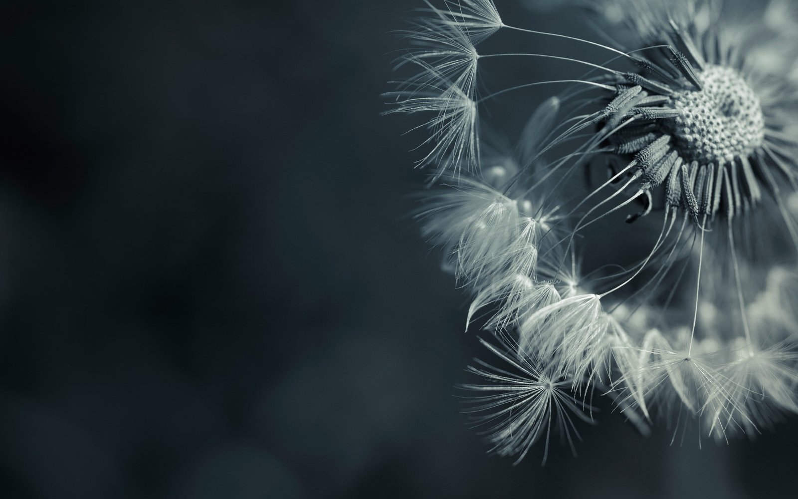 dandelion flower shallow photography of white during daytime 2k