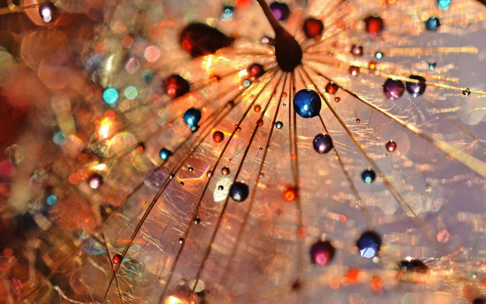 Dandelion macro photography dew drops colorful blue red and green water droples 2k