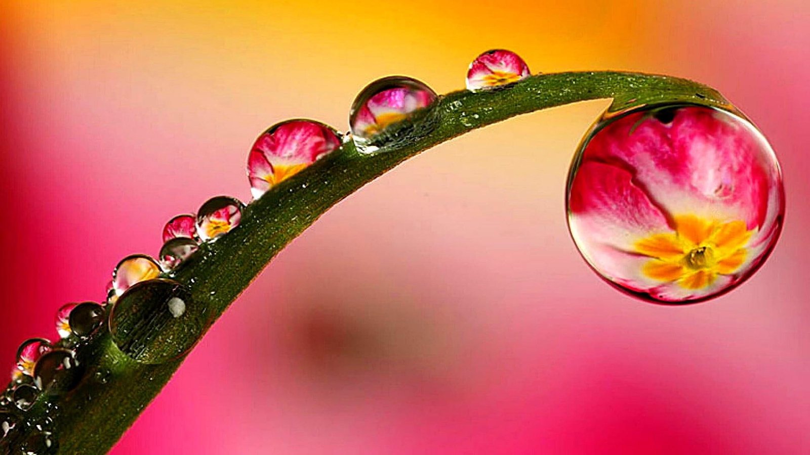 dew water flora macro photography close up moisture petal 2k