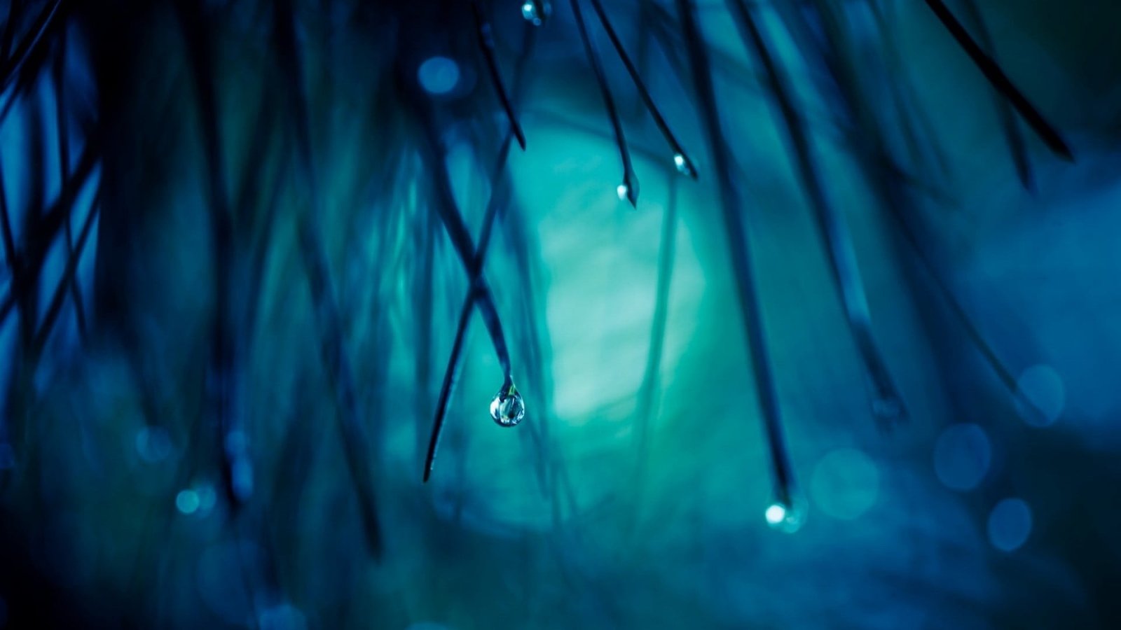 dewdrops shallow focus photography of water dro nature drops 2k