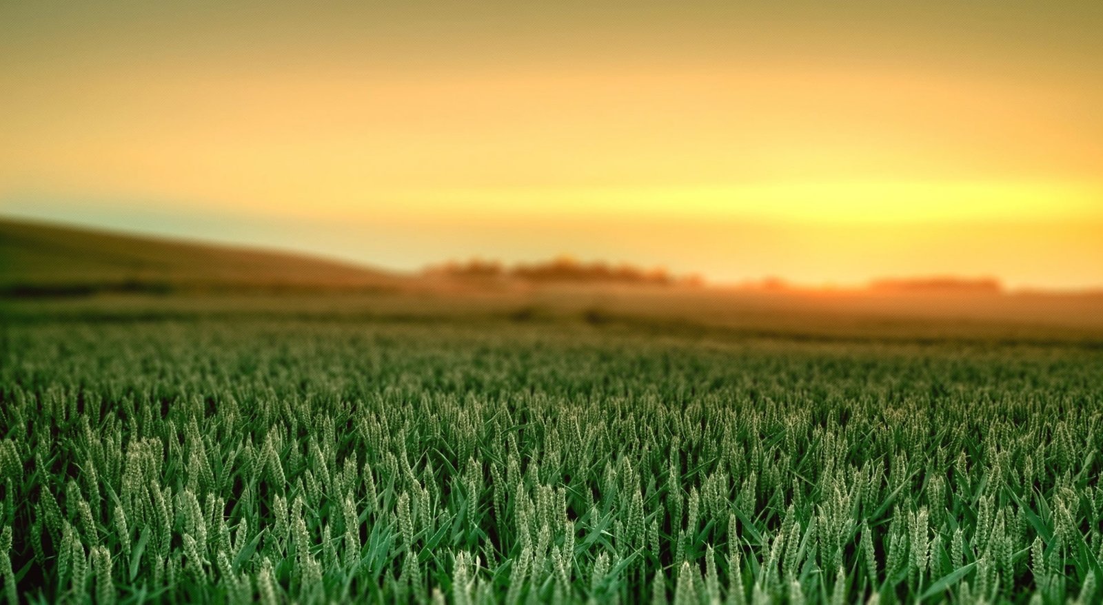 elementary OS morning Computers Linux landscape field agriculture 2k