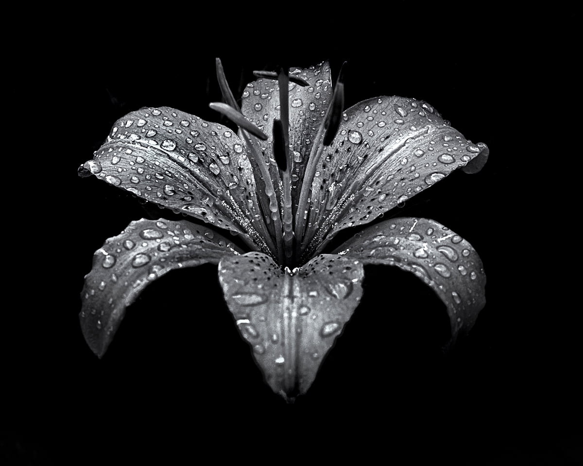 flower tilt shift lens photo Backyard Black And White After The Storm