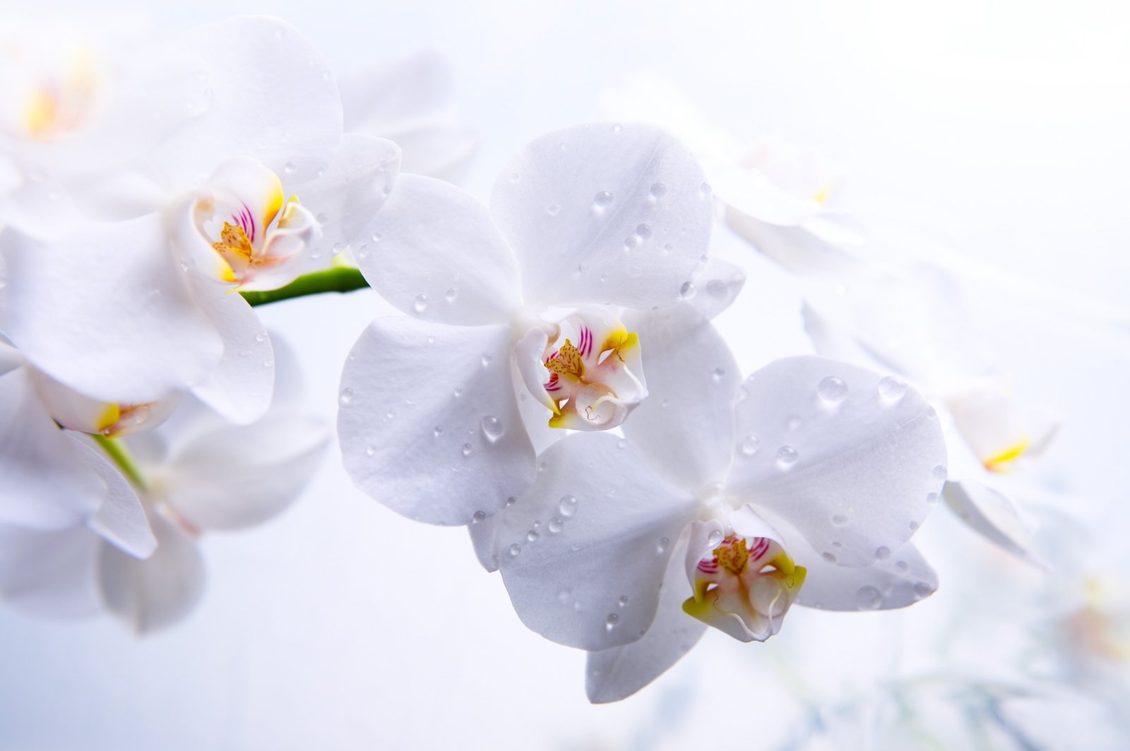 flowers Orchid macro white 2k 4k