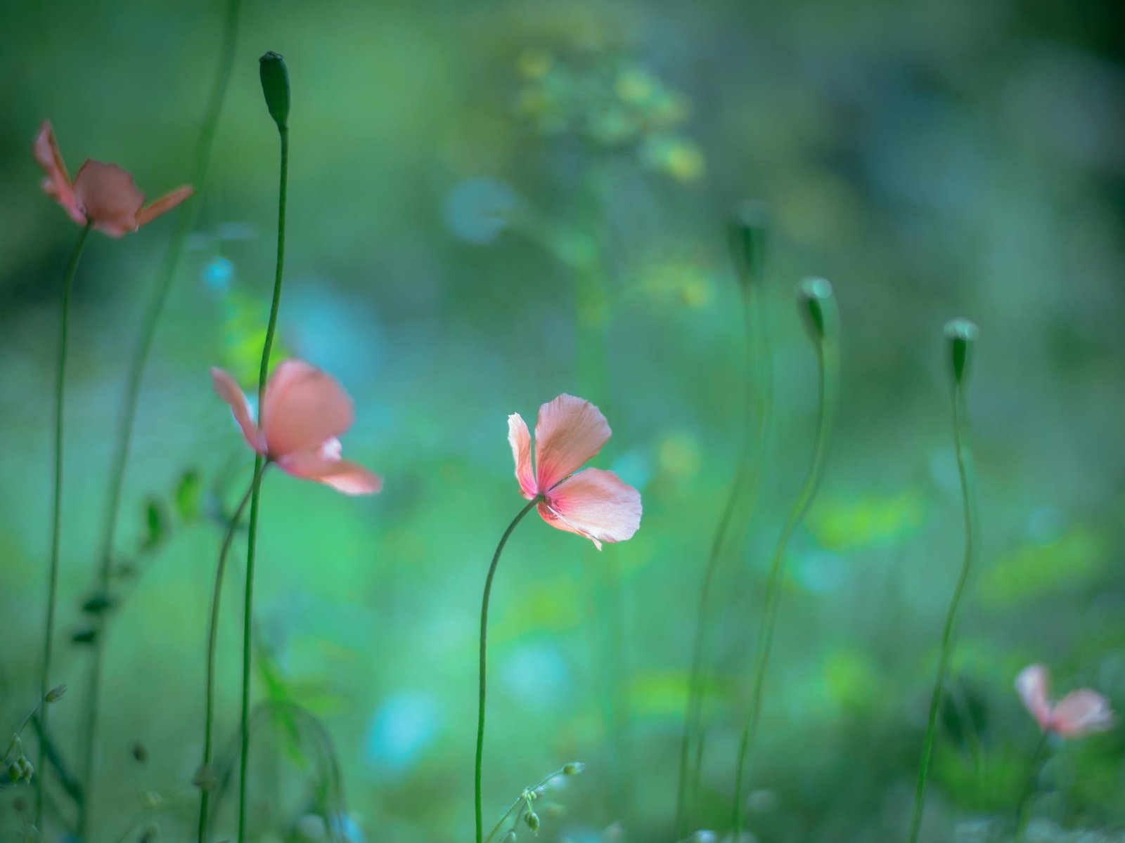 focus photography of pink petaled flower macro plants flowers 2k