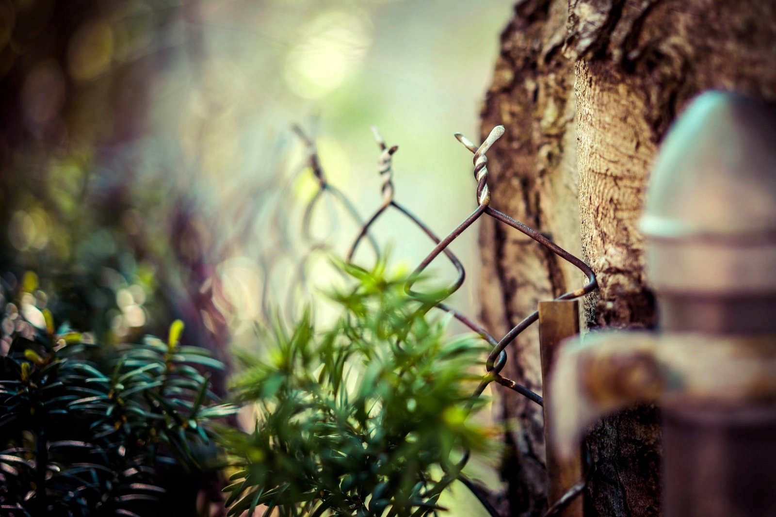 gray steel chain link fence selectric photography of green leaf plant 2k