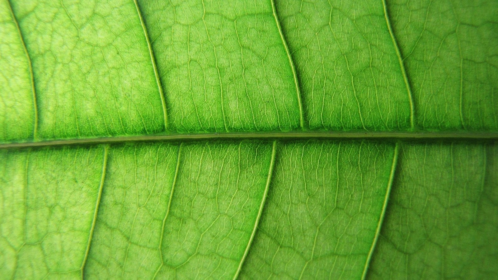 green and brown floral area rug nature leaves plants macro 2k