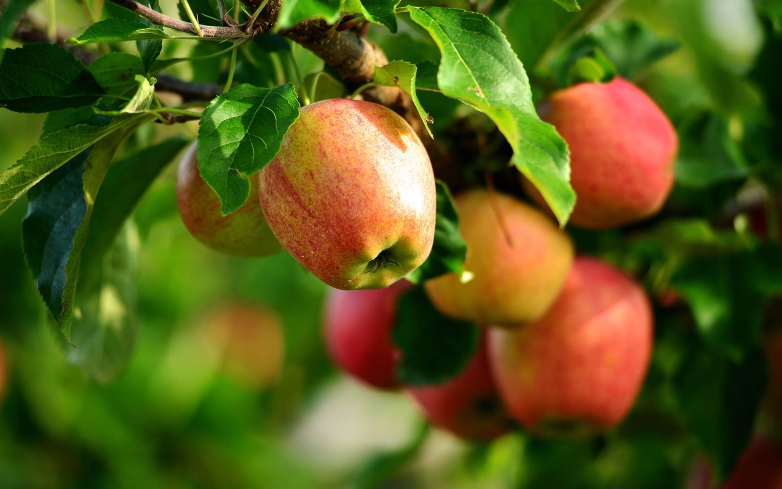 green and red leaf plant apples plants macro fruit food drink 2k
