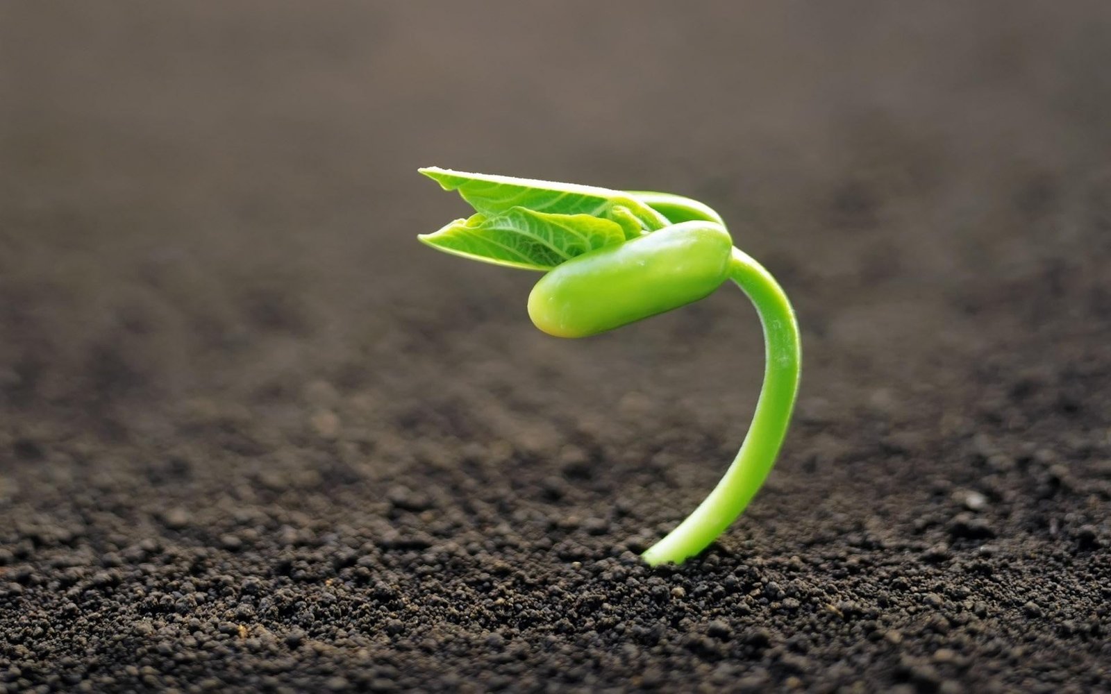 green bean sprout macro plants nature color growth 2k