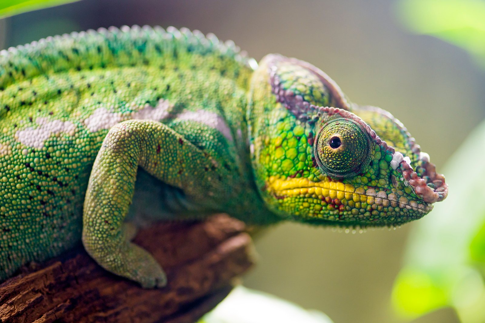 green Chameleon chameleon Panther profile lizard 2k 4k 5k