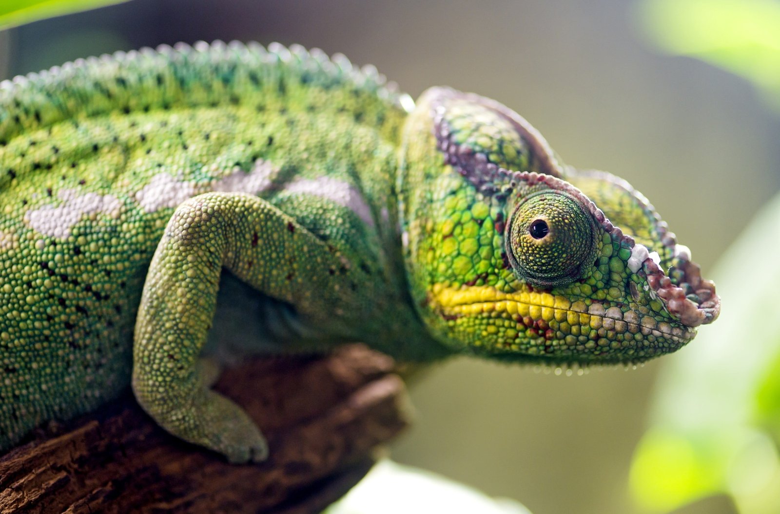 green chameleon panther closeup photography nature 2k 4k