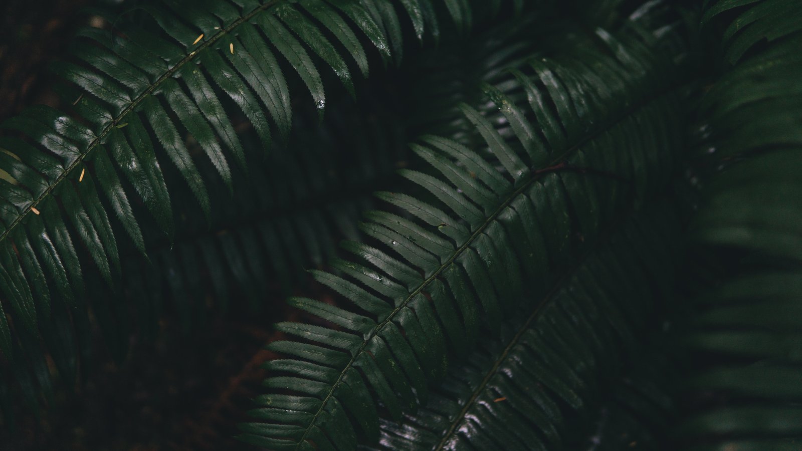 green fern leaves plant nature leaf close up frond pattern 2k 4k 5k