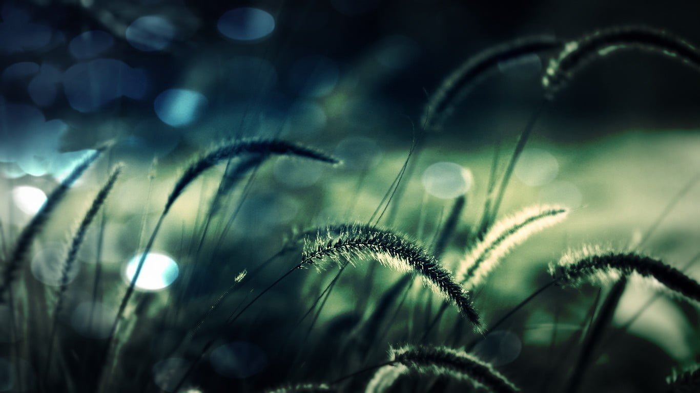 green grass bokeh shot of plant macro nature spikelets
