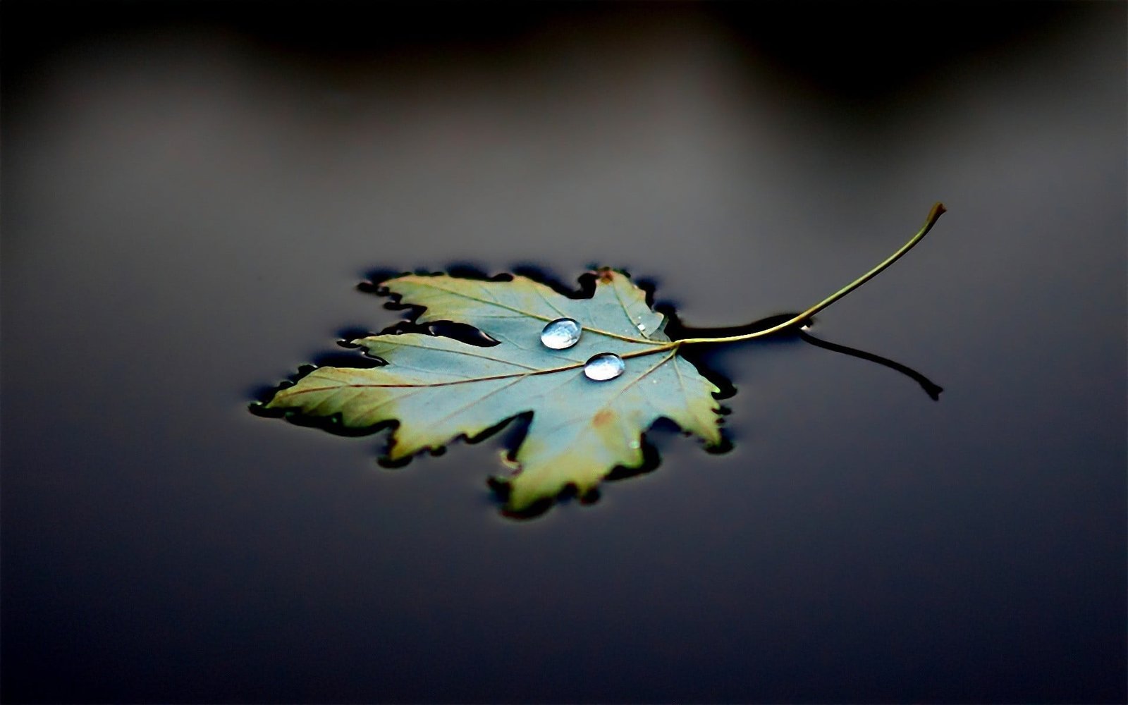 green leaf maple water drops leaves macro photography 34 2k