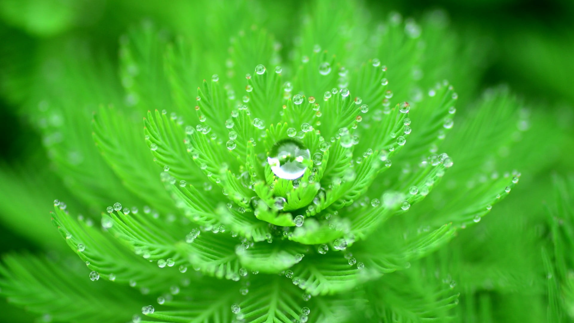 green leafed plant with water due closeup drops nature 50 2k