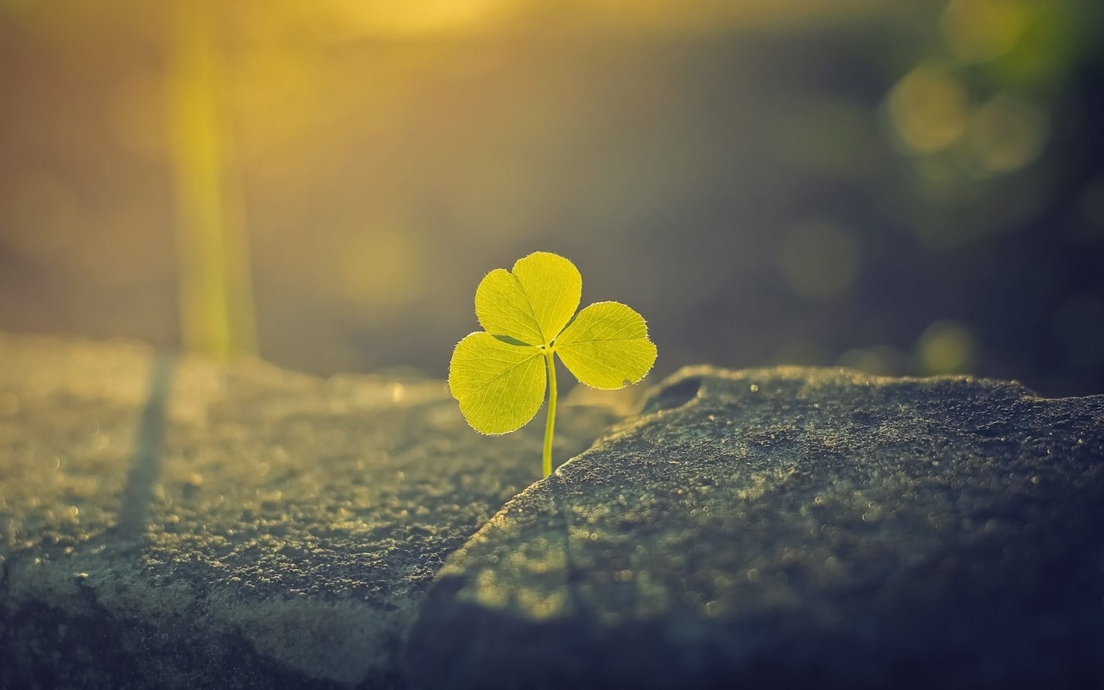 green leafed plant clovers plants macro sunlight nature 2k