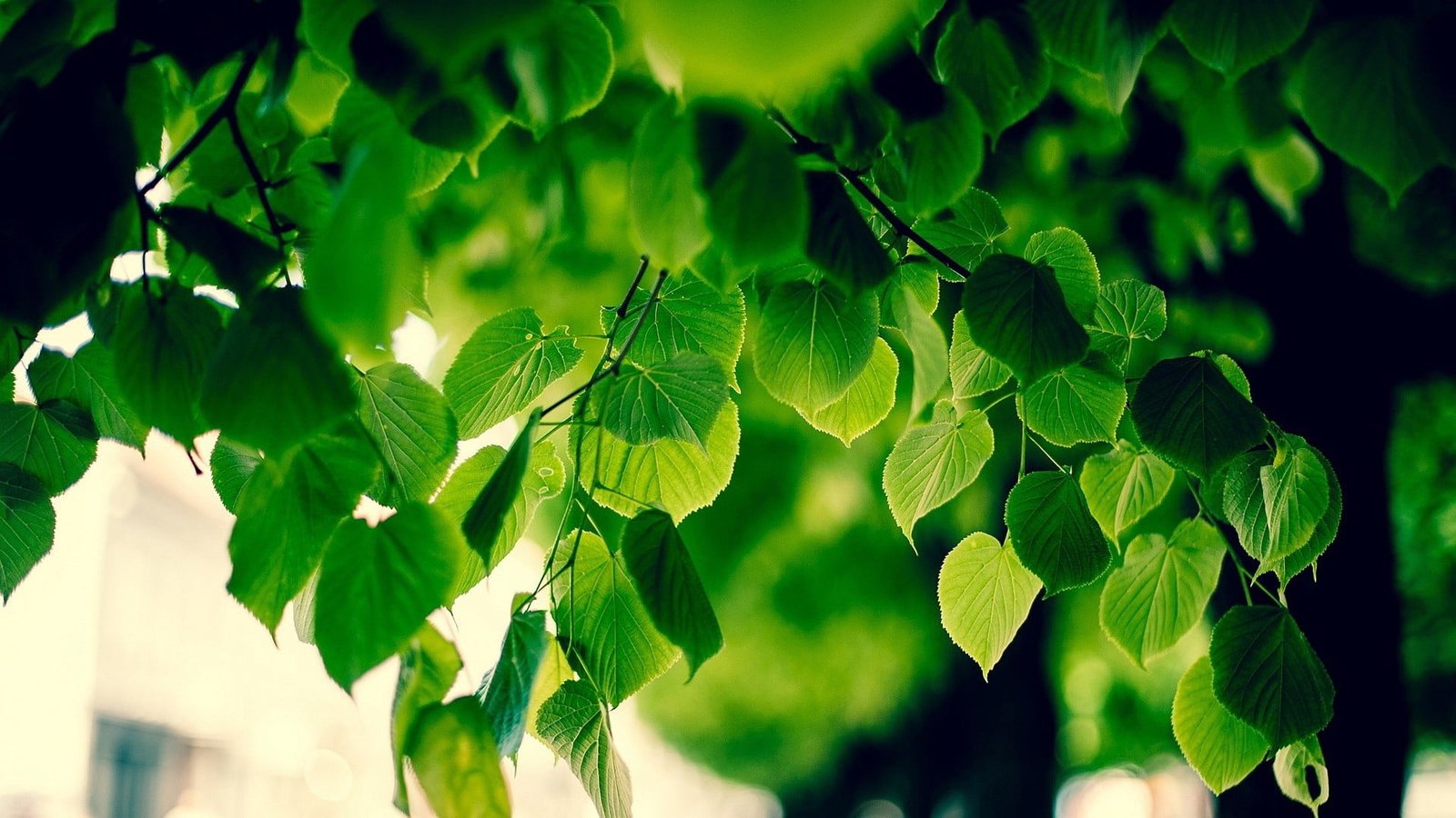 green leafed plant foliage macro blurred bokeh sunlight 2k