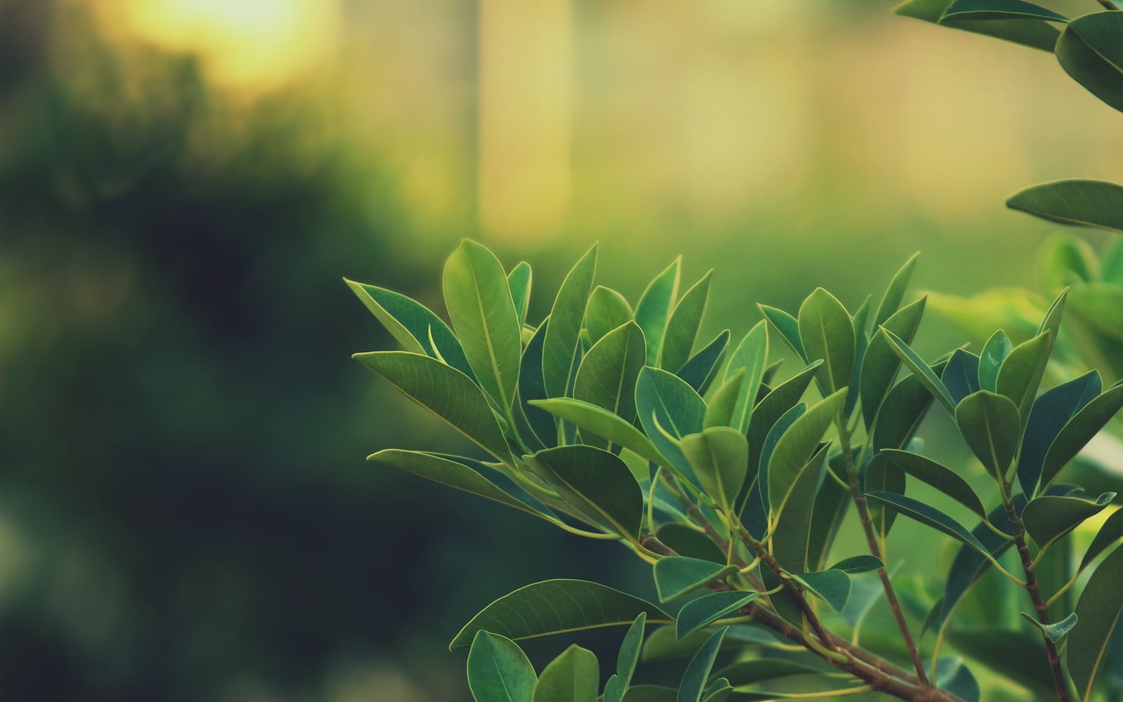 green leafed plant leaves depth of field nature macro blurred 7 2k